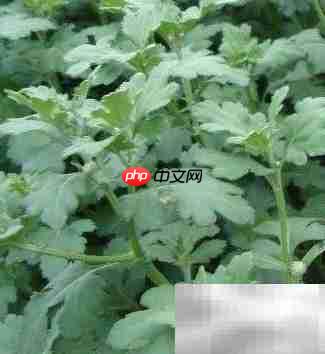 苗圃技术档案管理新法-